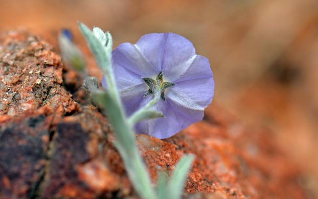 Evolvulus arizonicus, Arizona Blue-eyes, Southwest Desert Flora